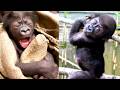 How Yola Became The Spark Of Her Gorilla Family