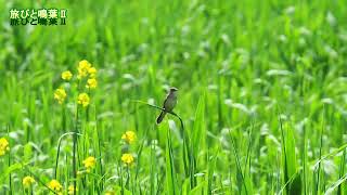 野鳥の身近な暮らし オオヨシキリ早くも大阪に来る 2025年4月19日