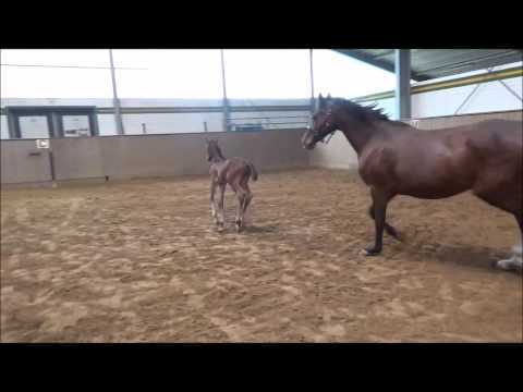 HF v. Leovisto -  Cassini I zu verkaufen