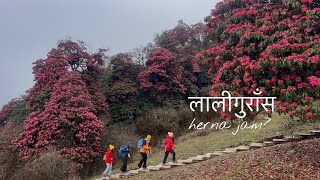 Download lagu Ghodepani Ghandruk Trail | Laligurans Paradise | mp3