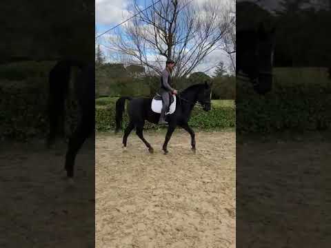 , title : 'Cavallo in vendita  - Cavallo Baio Scuro,Franco-Belga,del 2012,addestrato - equirodi.it'