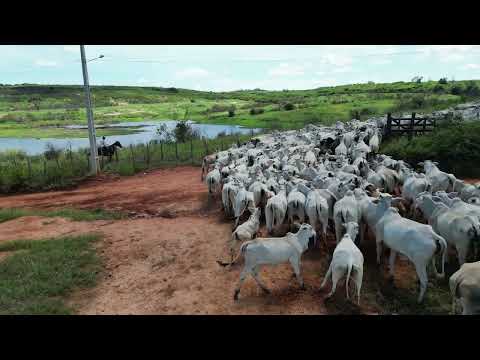 Fazenda Rodrigues - Chapadinha - Catarina Ceará 1