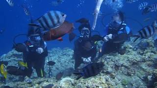 沖縄ブルーリンク(Okinawa Blue Link)　