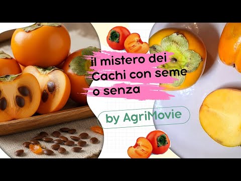 Perché i Cachi non hanno i semi... spiego come mai succede #Cachi #caco #kachi #kaco