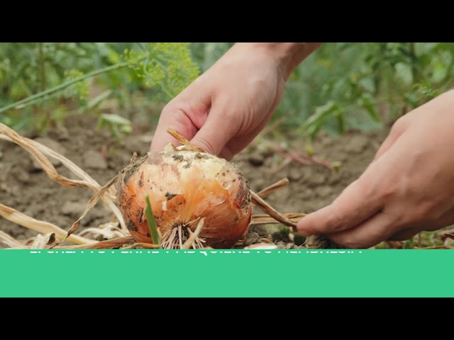 ProducePay product / service