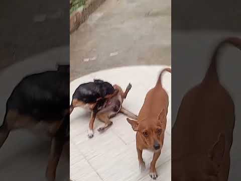 Qual é a cidade Ouro Preto do Oeste Rondônia