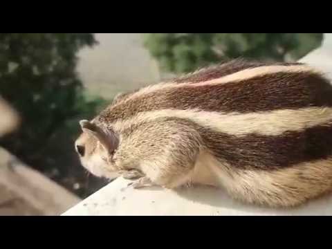 INDIAN SQUIRREL CHIRPING.
