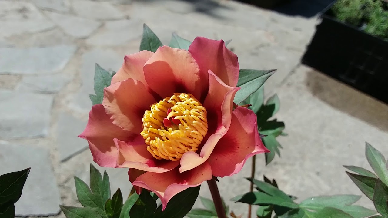 Пион Курт Джестер (Paeonia Court Jester).