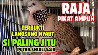 Download lagu Suara Tekukur Gacor Terbaru 2025 Cocok Untuk Pancingan Dan Pikat | SUARA TEKUKUR ALAM mp3