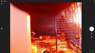 Ruling the Coop Roost! Up and Down, Down and Up the Ladder from Mezzanine to Feeder