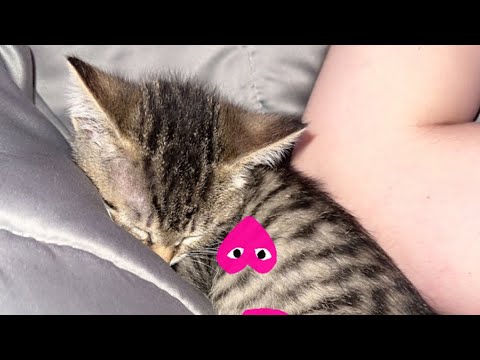 A Day In The Life Of 4 Kittens!! (Vet Visit)