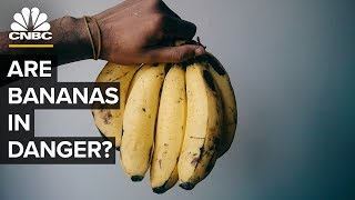 Why The Banana Business Of Chiquita And Dole Is At Risk – YkI3zkQ4WBo