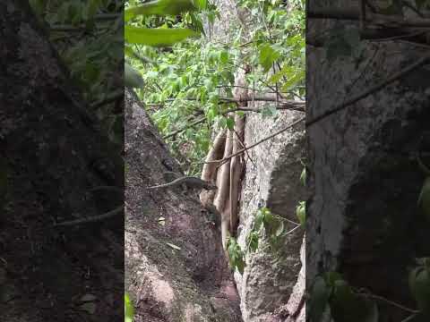 Pelea de lagartijas subiendo el Cerro Hu - Paraguari, Paraguay