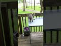 Cat Plays Fetch With The Dog