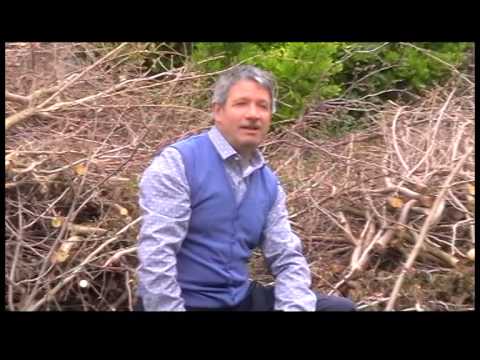 Andiamo a vendemmiare