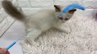 ラグドールの動画01