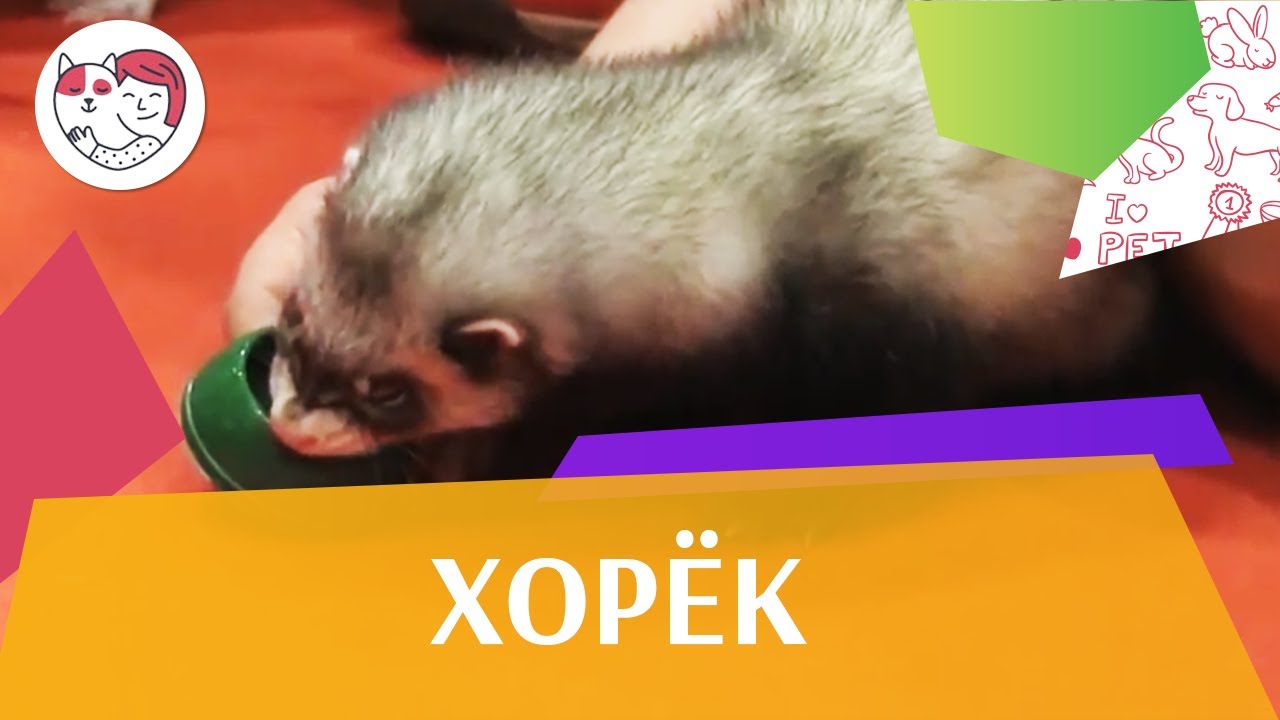ХОРЬКИ ПИТАНИЕ ЗООШОУ 2016 НА ilikepet