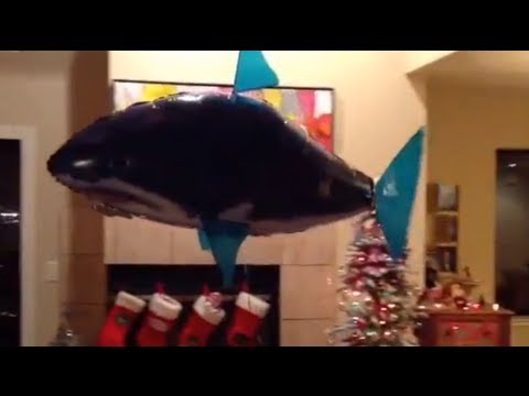 Christmas Shark Attack in San Francisco