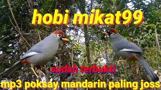 Download lagu mp3 poksay mandarin cocok untuk mikat dan masteran mp3 Download lagu mp3 poksay mandarin cocok untuk mikat dan masteran mp3
