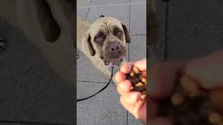Video preview image #1 Mastiff Puppy For Sale in Marina Del Rey, CA, USA