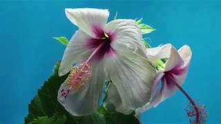 Trikome &amp; Boo Radley - Everywhere I Go (Music Video)