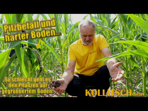 10 Wochen nach der Aussaat - Feldvergleich Teil 4