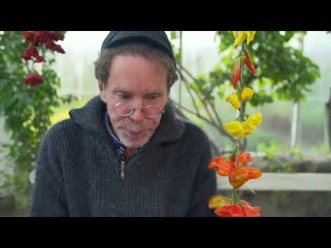 Gustav Mandelmann äter starka chilin