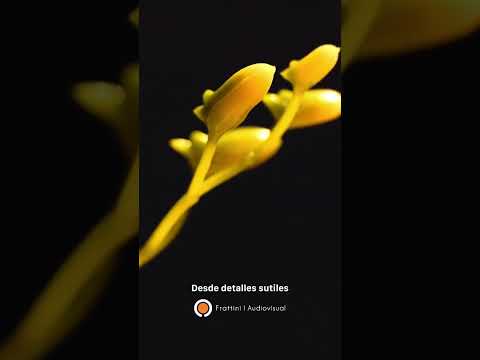 Miniatura del video