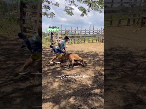 El corbatin hijo del corbata, ganadería el songó en mahates Bolívar #toros #comparte #suscribete