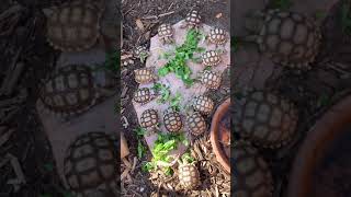 African Spurred Tortoise Reptiles Videos