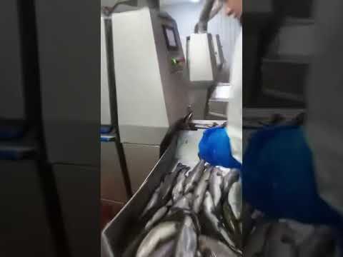 Kroma Gutmaster 1200 gutting machine