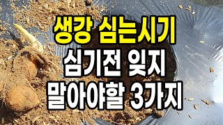 생강 심는시기 심기 전 잊지 말아야 할 3가지 이렇게 이때 심으면 100% 생강재배 성공
