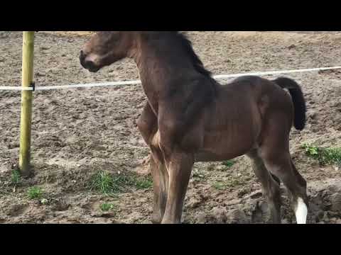 Hengstfohlen von Diarado x Cascadello I