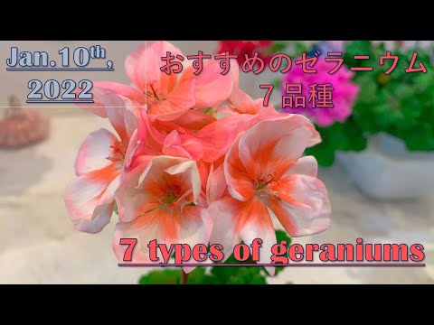 ゼラニウムアイビーの開花を促進する方法 枯れた花をつまむ 長い茎を切る