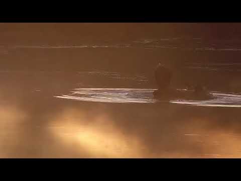 Djuma: Hippo in the golden morning light - 06:48 - 05/13/21