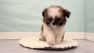 ハーフ犬の動画01