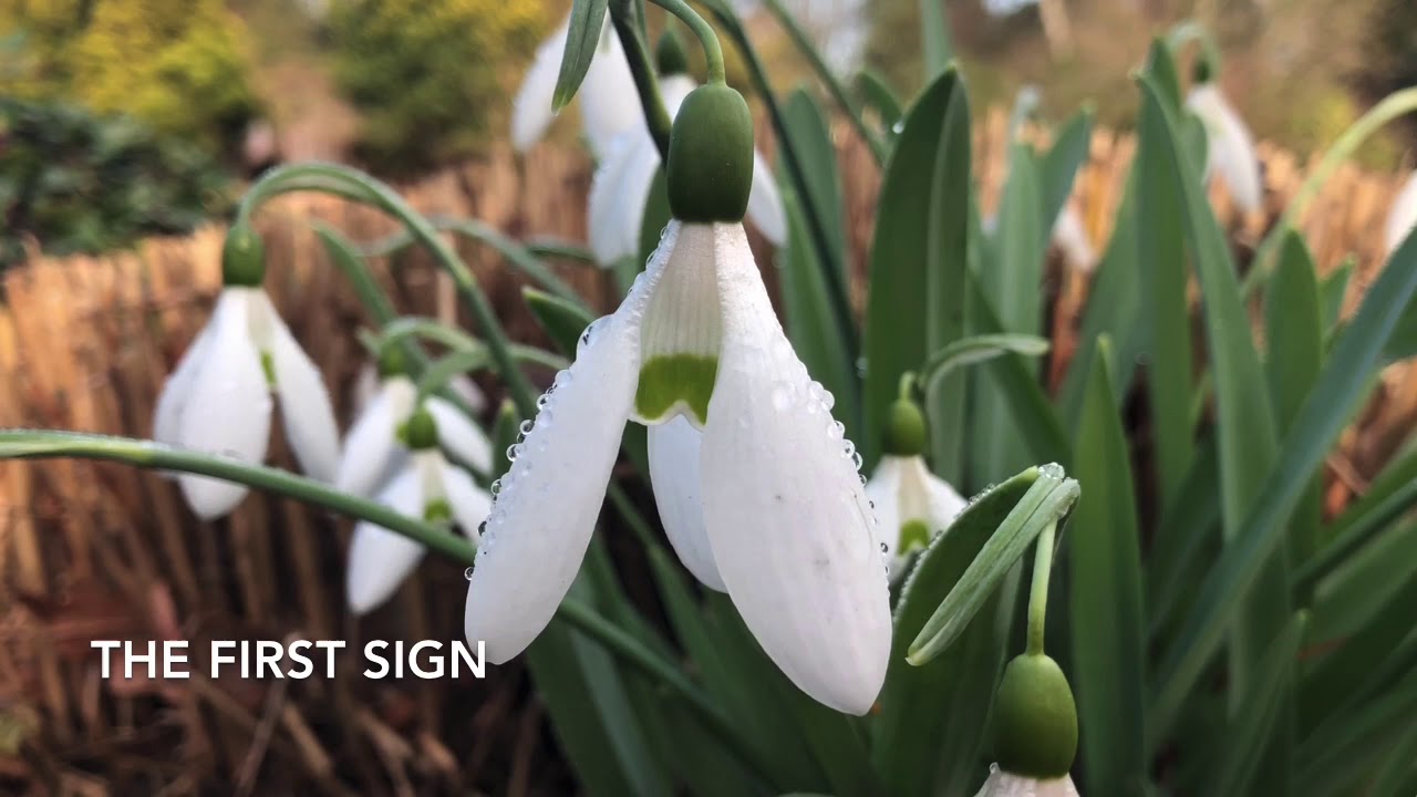 Snowdrop Sensation