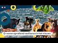 Dit was 2023: het opvallendste dierennieuws
