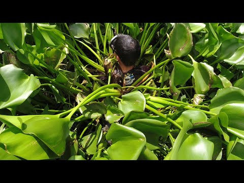 SE02EP098 Part 1 - "MATA sa MATA" | Ang MALA AMAZON RIVER ng SAN PABLO CITY,  LAGUNA