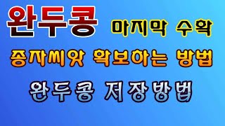 [텃밭농부. 1,094]  완두콩 마지막 수확. 종자씨앗 확보 방법 #완두콩재배