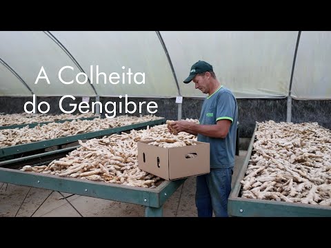 A colheita do gengibre - Aprenda a cultivar gengibre