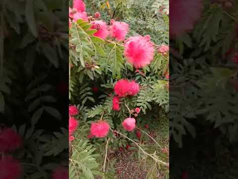 is that a flower or a fruit?#short //nerissa macabinlar