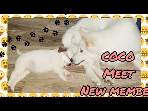 When CoCo meet new member