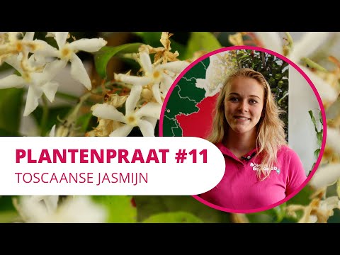 Plantenpraat #11 | Toscaanse Jasmijn