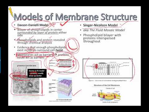 Models of membrane structure (IB Bio) (2015)