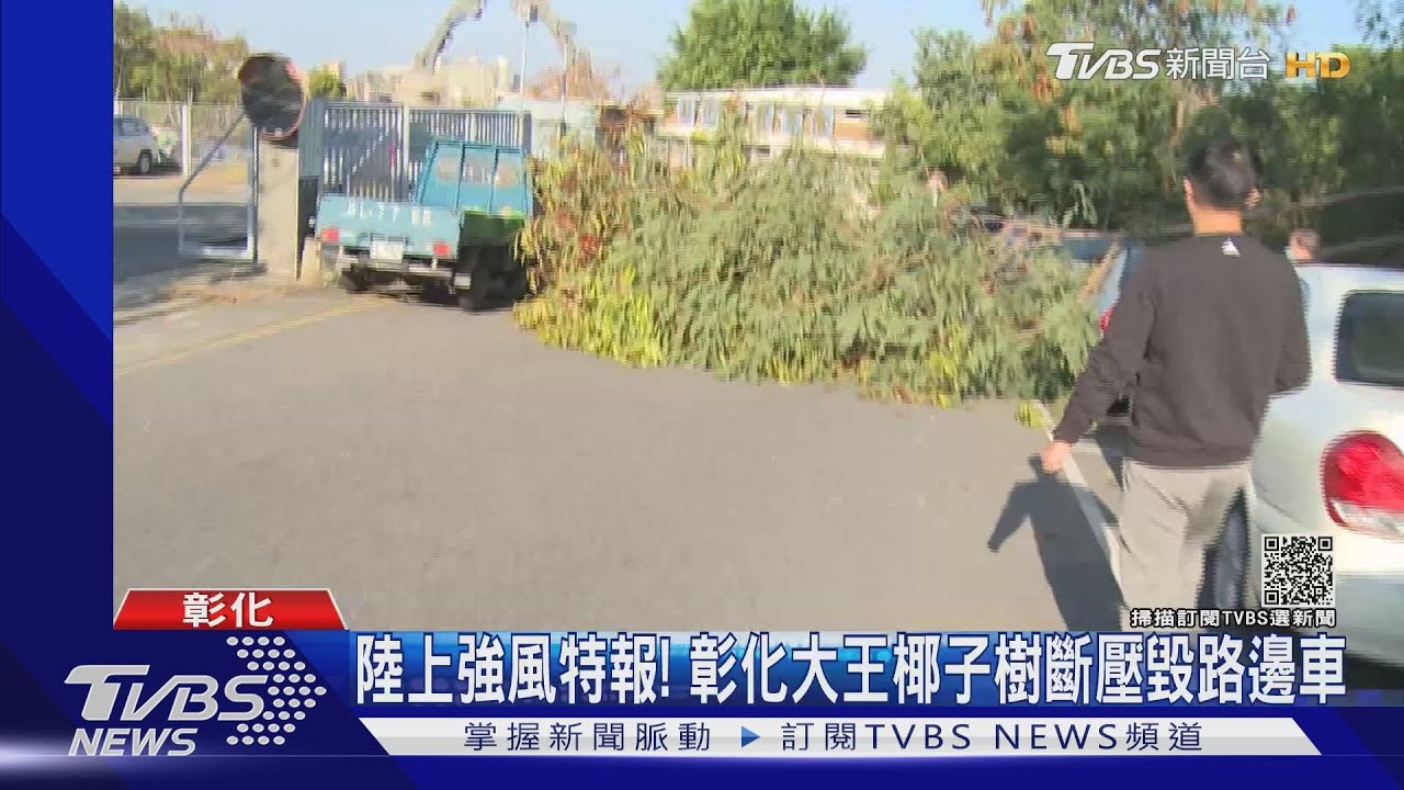 陸上強風特報!彰化大王椰子樹斷 壓毀路邊車