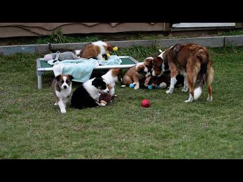 image-Do English Shepherds make good pets?