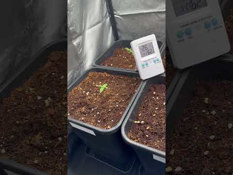 Microclima controlado 🫡 Nuevo humidificador 💧 #cannabiseducation #shorts