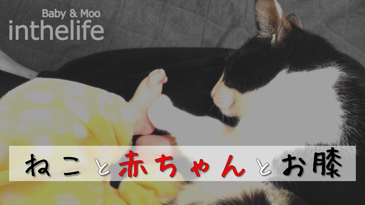 膝取り合戦のその後 - It's a Cat Territory +3 Years Later