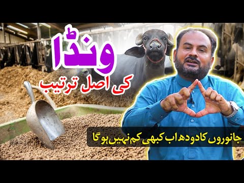 How to Increase Cow & Buffalo Milk || Wanda Plane || Cow Feed Guide in Pakistan || Dairy Farming